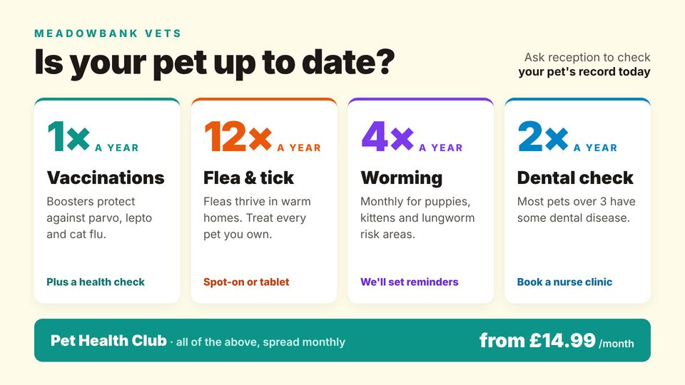 Pharmacy & vet template: Pet health reminders. Vaccinations, flea & tick, worming and dental reminders with a health plan offer.